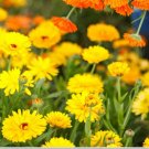 Calendula Pacific Beauty Mix 100 Organic Seeds Open Pollinated Fresh Garden