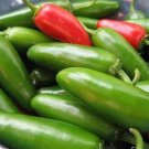 Pepper Jalapeno M 30 Mild Flavor Organic Seeds Fresh Garden