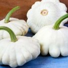 Squash Early White Scallop Patty Pan Bush 10 Organic Seeds Fresh Garden