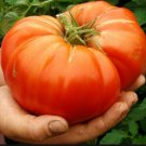 Tomato Xlarge Beefsteak 100 Seeds Determinate Organic Fresh Garden