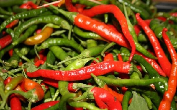 Pepper Hot Cayenne Long Large Thick 15 Seeds Organic Fresh Garden