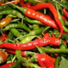 Pepper Hot Cayenne Long Large Thick 15 Seeds Organic Fresh Garden