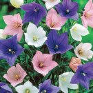Balloon Flower Astra Mix 50 Seeds Open Pollinated Organic Fresh Garden Balloon Flower Astra Mix 50 Seeds Open Pollinated Organic Fresh Garden