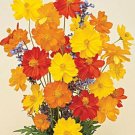 Cosmos Bright Lights 50 Seeds Open Pollinated Fresh Garden