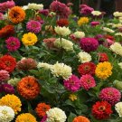 Zinnia State Fair Mix 100 Seeds Open Pollinated Fresh Garden