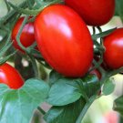 Tomato Roma Grande Italian Organic Open Pollinated Fresh Garden