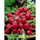 Radish Early Scarlet Globe 125 Vegetable Seed Organic Fresh Garden