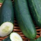 Cucumber Marketmore 76 Organic 35 Vegetable Seed Fresh Garden