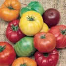 Tomato Rainbow Beefsteak 35 Organic Open Pollinated Fresh Garden