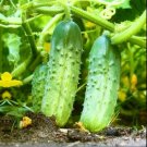 Cucumber National Pickling 30 Vegetable Seed Organic Fresh Garden