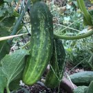Cucumber Straight 8 20 Vegetable Seed Organic Fresh Garden