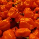 Pepper Habanero Hot 15 Organic Seeds Seeds Fresh Garden