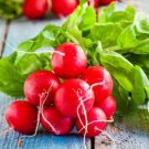 Radish Early Scarlet Globe 500 Vegetable Seed Organic Fresh Garden