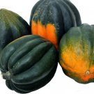 Squash Acorn Table Queen Organic Vegetable Seed Fresh Garden