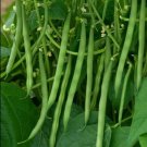 Bean Contender Bush 75 Vegetable Seed Organic Fresh Garden
