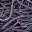 Bean Royal Burgundy 75 Vegetable Seed Organic Fresh Garden