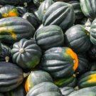 Squash Acorn Winter Table King Bush Organic Vegetable Seed Fresh Garden Squash Acorn Winter Table King Bush Organic Vegetable Seed Fresh Garden