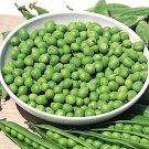 Pea Little Marvel 125 Vegetable Seeds Organic Fresh Garden