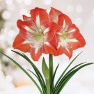 Minerva Amaryllis Flower Bulbs 26/28Cm Perfect Holiday Gift Fresh Indoor Outdoor Garden