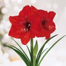 Red Lion Amaryllis Flower Bulbs 26/28Cm Perfect Holiday Gift Fresh Indoor Outdoor Garden