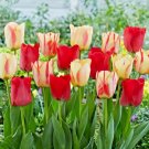 Spryng Break Blend Tulip Bulbs 12 Cm Bag Of 25 Fresh Indoor Outdoor Garden