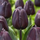 Hybrid Black Nightmare Tulip Bulbs Super Rare 11/12Cm Fall Fresh Indoor Outdoor Garden