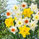 Naturalizing Mixed Daffodil Bulbs 12/14Cm Bag Of 25 Fresh Indoor Outdoor Garden