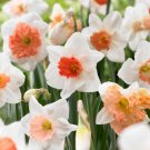 Pink Mix Daffodil Flower Bulbs 12/14Cm Bag Of 25 Fresh Indoor Outdoor Garden
