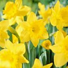 King Alfred Daffodil Flower Bulbs 12/14Cm Bag Of 25 Fresh Indoor Outdoor Garden