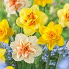 Double Mixed Daffodil Flower Bulbs 12/14Cm Bag Of 25 Fresh Indoor Outdoor Garden