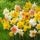 All In One Mixed Daffodil Flower Bulbs 12/14Cm Bag Of 25 Fresh Indoor Outdoor Garden