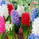 Giant Mixed Hyacinth Flower Bulbs 14/15Cm Fragrant Fresh Indoor Outdoor Garden