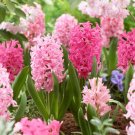 Pink Hyacinth Mixed Flower Bulbs 14/15Cm Fragrant Fresh Indoor Outdoor Garden