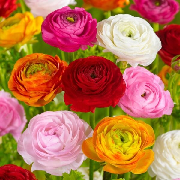 Mixed Ranunculus Flower Bulbs 7/8Cm Bag Of 50 Fresh Indoor Outdoor Garden