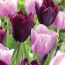 Miracle Gro Purple And Pink Mixed Tulip Flower Bulbs 12 Cm Fall Planting Fresh Indoor Outdoor Garden