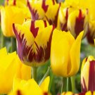 Miracle Gro Yellow And Maroon Mixed Tulip Flower Bulbs 12 Cm Fall Planting Fresh Indoor Outdoor Gard