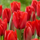 Darwin Hybrid Red Tulip Bulbs 11/12 Cm Attracts Pollinators Fresh Indoor Outdoor Garden