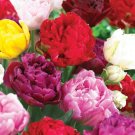 Double Mixed Tulip Bulbs 11/12 Cm Bag Of 25 Fresh Indoor Outdoor Garden
