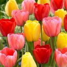 Darwin Hybrid Mixed Tulip Bulbs 11/12 Cm Bag Of 25 Fresh Indoor Outdoor Garden