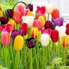 Bright Sunshine Mixed Tulip Flower Bulbs 11/12 Cm Bag Of 25 Fresh Indoor Outdoor Garden