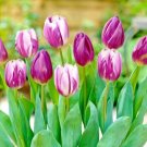 Purple Reflection Mix Tulip Bulbs 11/12 Cm Fall Planting Fresh Indoor Outdoor Garden
