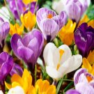 Large Flowering Mixed Crocus Flower Bulbs 8/9Cm Bag Of 50 Fresh Indoor Outdoor Garden