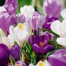 Blue Moon Mixed Crocus Flower Bulbs 7/8 Cm Deer Resistant Fresh Indoor Outdoor Garden