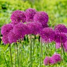 Allium Purple Sensation Flower Bulbs 10/12Cm Deer Resistant Fresh Indoor Outdoor Garden
