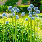 Persian Blue Allium Bulbs 5Cm Deer Resistant Bag Of 25 Fresh Indoor Outdoor Garden