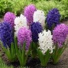 Hyacinth Moonbeam Mix Bulbs 5 Bulbs Fresh Indoor Outdoor Garden