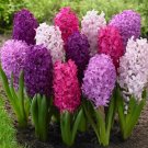 Hyacinth Fierce Mix Bulbs 5 Bulbs Fresh Indoor Outdoor Garden