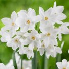 Narcissus Ziva Paperwhites Bulbs 5 Bulbs Fresh Indoor Outdoor Garden