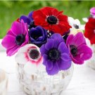 Anemone De Caen Mix Corms 8 Corms Fresh Indoor Outdoor Garden