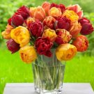 Tulip Blazing Flames Mix Bulbs 5 Bulbs Fresh Indoor Outdoor Garden